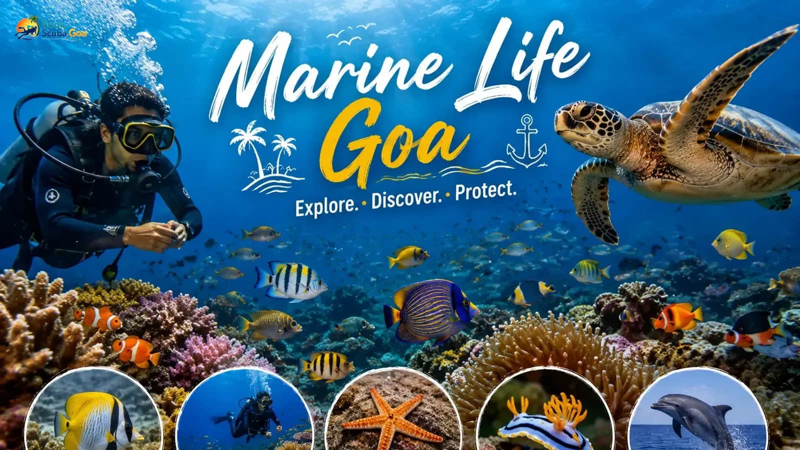 Marine Life Goa
