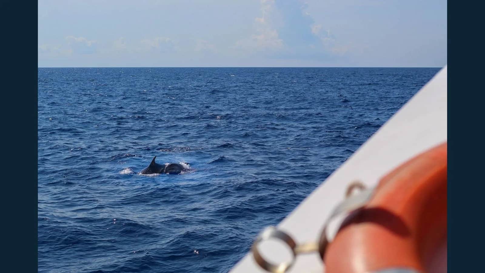 Unforgettable Dolphin Trip in Dona Paula, Goa