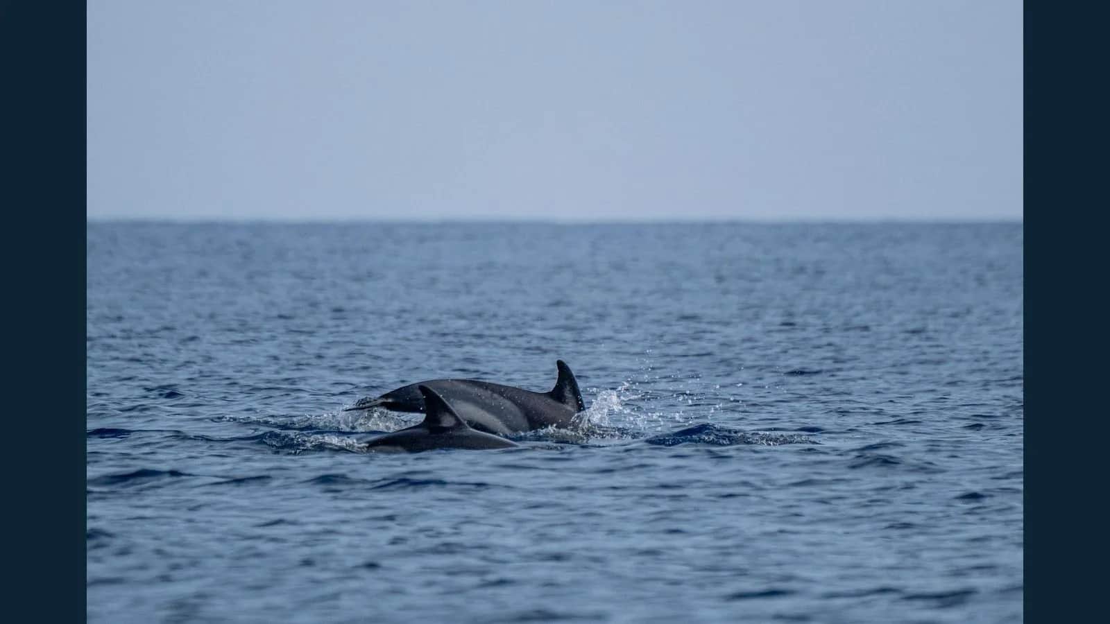 Unforgettable Dolphin Trip near Bat Island in Goa