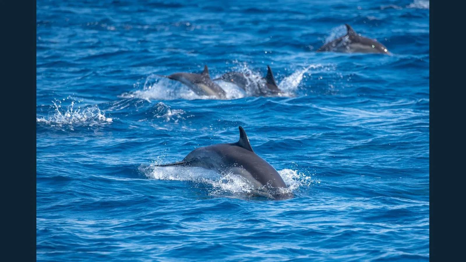 Exciting Dolphin Watching Experience near Dona Paula
