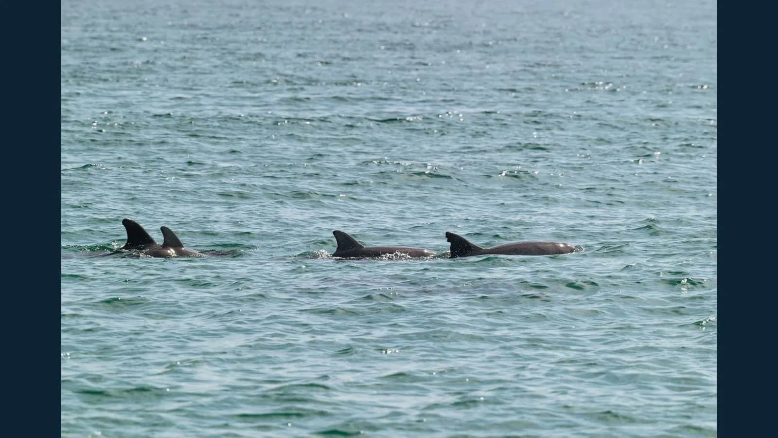 Dolphin Trip Prices in Goa: Experience the Thrill